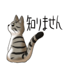 猫図鑑 キジトラ白猫（個別スタンプ：27）