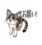 猫図鑑 キジトラ白猫（個別スタンプ：29）