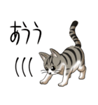 猫図鑑 キジトラ白猫（個別スタンプ：30）