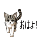 猫図鑑 キジトラ白猫（個別スタンプ：31）