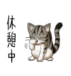 猫図鑑 キジトラ白猫（個別スタンプ：32）
