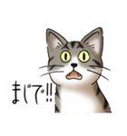 猫図鑑 キジトラ白猫（個別スタンプ：33）