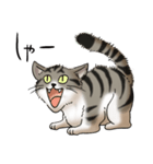 猫図鑑 キジトラ白猫（個別スタンプ：36）