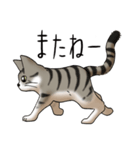 猫図鑑 キジトラ白猫（個別スタンプ：37）