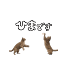 日常にゃんこ 使いやすい敬語（個別スタンプ：14）