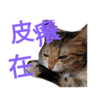 Kim,cat for（個別スタンプ：1）