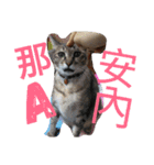 Kim,cat for（個別スタンプ：4）