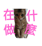 Kim,cat for（個別スタンプ：9）