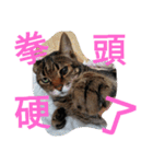 Kim,cat for（個別スタンプ：12）