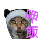 Kim,cat for（個別スタンプ：13）