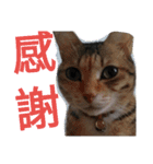 Kim,cat for（個別スタンプ：15）