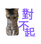 Kim,cat for（個別スタンプ：20）