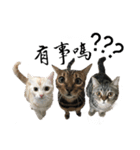 ThreeBabyCat（個別スタンプ：16）