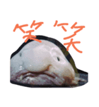 various   many  Fish（個別スタンプ：4）