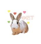 ウサギ ミリちゃん（個別スタンプ：4）