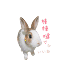ウサギ ミリちゃん（個別スタンプ：5）
