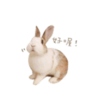 ウサギ ミリちゃん（個別スタンプ：6）