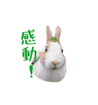 ウサギ ミリちゃん（個別スタンプ：8）