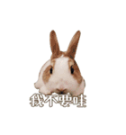 ウサギ ミリちゃん（個別スタンプ：15）