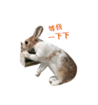 ウサギ ミリちゃん（個別スタンプ：16）