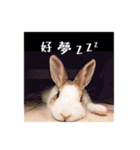 ウサギ ミリちゃん（個別スタンプ：31）