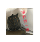 turtle guy（個別スタンプ：6）