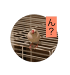 文鳥のピッピ（個別スタンプ：2）