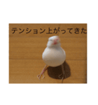 文鳥のピッピ（個別スタンプ：4）