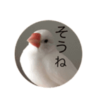 文鳥のピッピ（個別スタンプ：9）