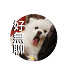 doggys life（個別スタンプ：4）