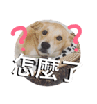 doggys life（個別スタンプ：27）