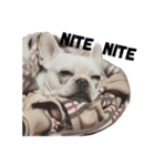 Daily Life for French Bulldog Marci（個別スタンプ：10）