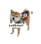 柴犬こむぎちゃんスタンプ2（個別スタンプ：3）