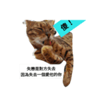 Mr. Leopard Cat（個別スタンプ：3）