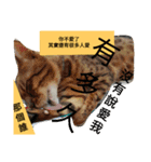 Mr. Leopard Cat（個別スタンプ：5）