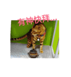 Mr. Leopard Cat（個別スタンプ：9）