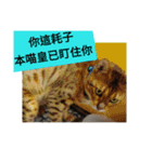 Mr. Leopard Cat（個別スタンプ：16）