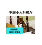 Mr. Leopard Cat（個別スタンプ：18）