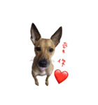 Mix Dog Bugi（個別スタンプ：4）