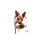 Mix Dog Bugi（個別スタンプ：8）