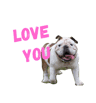 Love bulldog v.1（個別スタンプ：2）