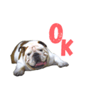 Love bulldog v.1（個別スタンプ：12）