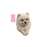 犬 tiffany_2（個別スタンプ：1）