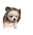 犬 tiffany_2（個別スタンプ：13）