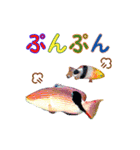 沖縄の魚の親子がしゃべる相づち（個別スタンプ：7）