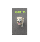 dogliveshow（個別スタンプ：1）