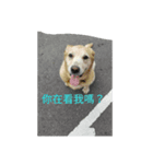 dogliveshow（個別スタンプ：4）