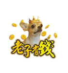 DOG IS RICHEST（個別スタンプ：5）