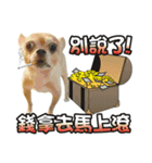 DOG IS RICHEST（個別スタンプ：9）