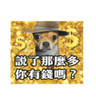 DOG IS RICHEST（個別スタンプ：10）